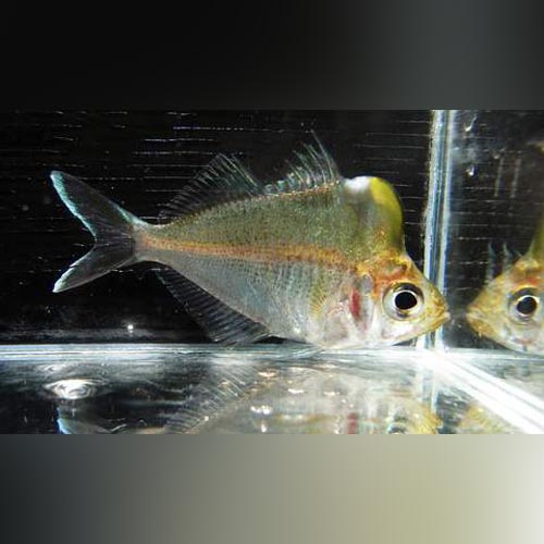 Glass Fish Giant Humphead