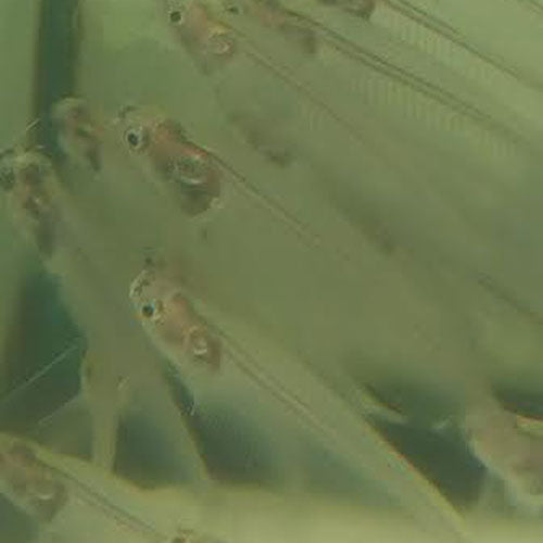 Catfish Glass Ghost
