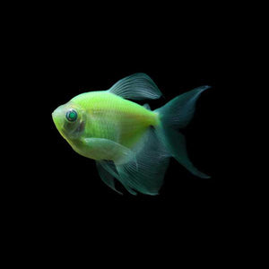 GloFish Tetra Green Long Fin