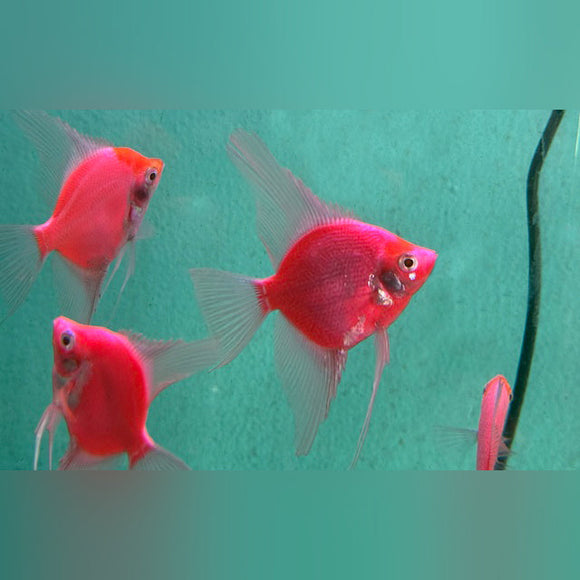 GloFish Angelfish Red