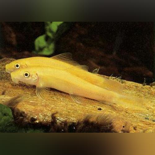 Algae Eater Gold