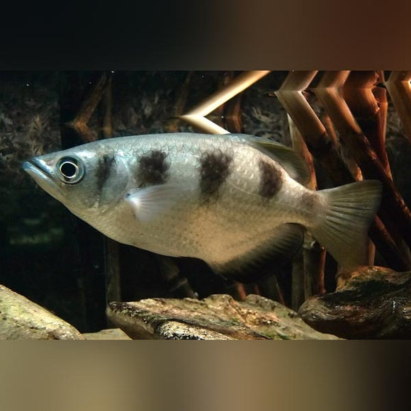 Archerfish Banded