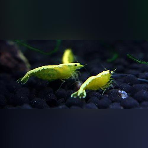 Shrimp Gold Back Yellow