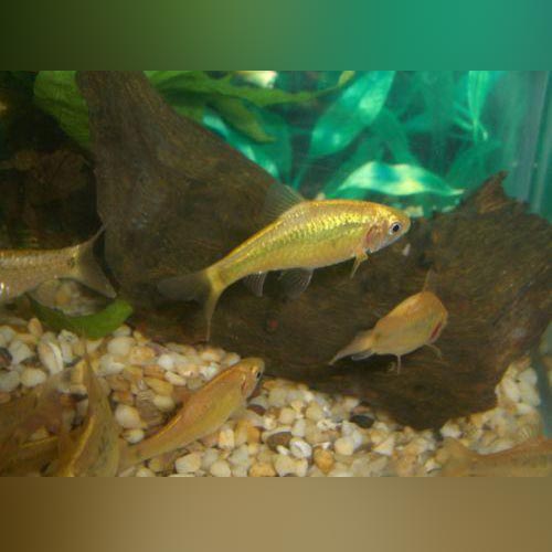 Barb Gold