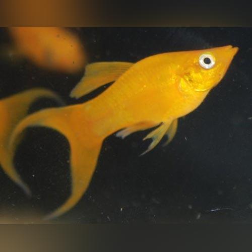 Molly 24 kt Lyre Tail