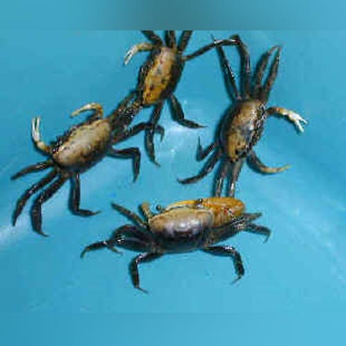 Crab Gold Fiddler Freshwater