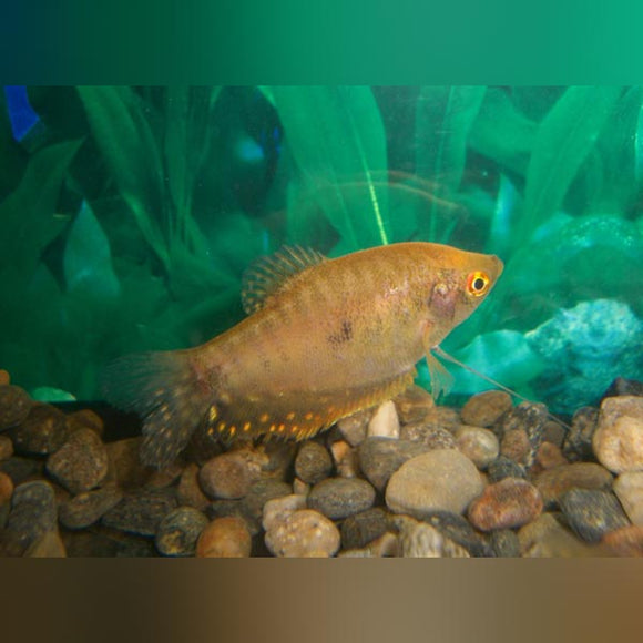 Gourami Gold