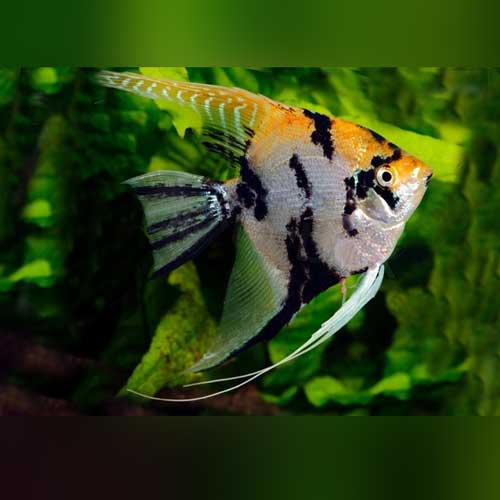 Angelfish Gold Marble