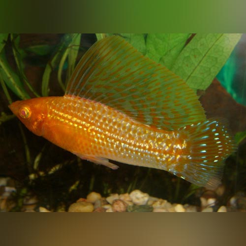 Molly Gold Sailfin
