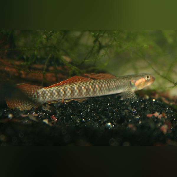 Goby Gold Spot Stiphodon