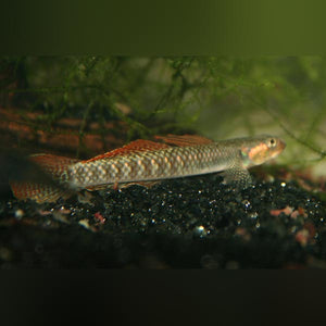 Goby Gold Spot Stiphodon