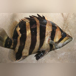 Datnoid Gold Tiger
