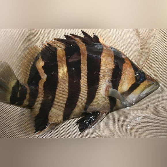 Datnoid Gold Tiger