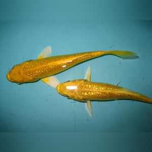 Koi Yamabuki Ogon