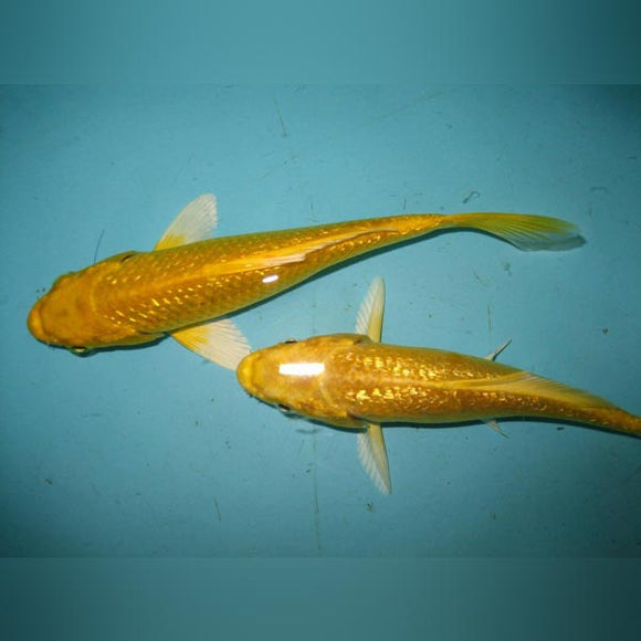 Koi Yamabuki Ogon