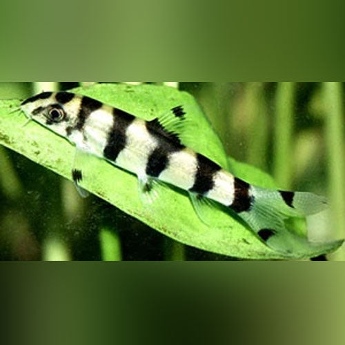 Loach Zebra