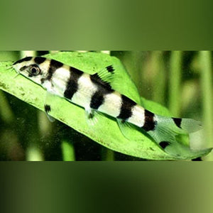 Loach Gold Zebra
