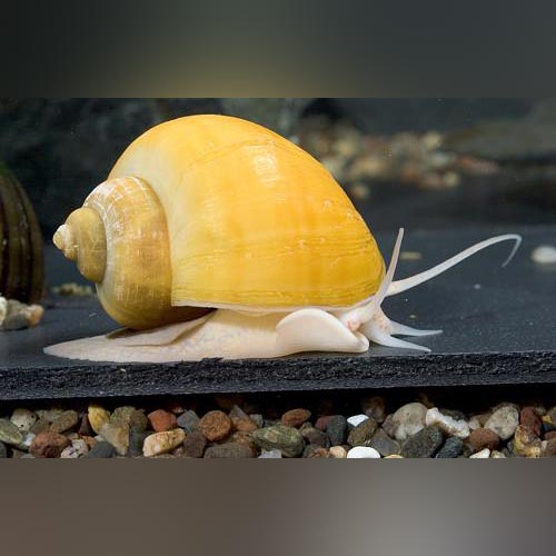 Snail Assorted Mystery
