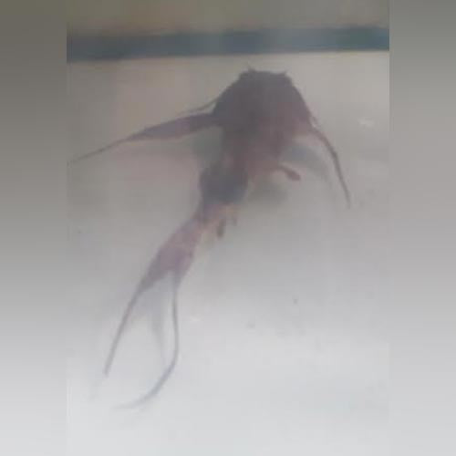 Catfish Goonch