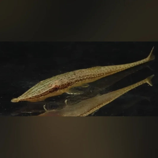 Dwarf Farlowella