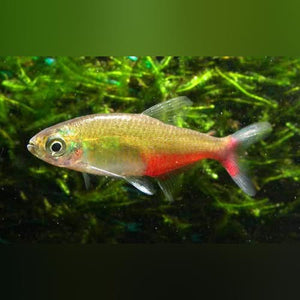 Tetra Green Fire