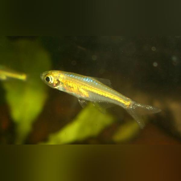 Rasbora Green Kubotai