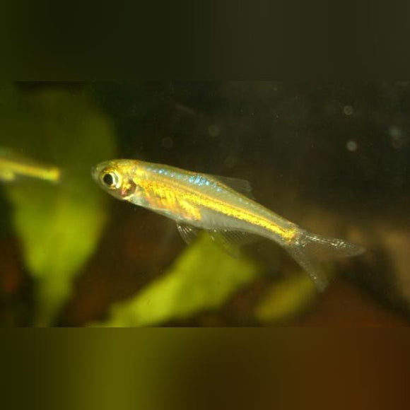 Rasbora Green Kubotai