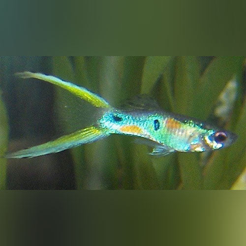 Guppy Green Lyretail - Pair