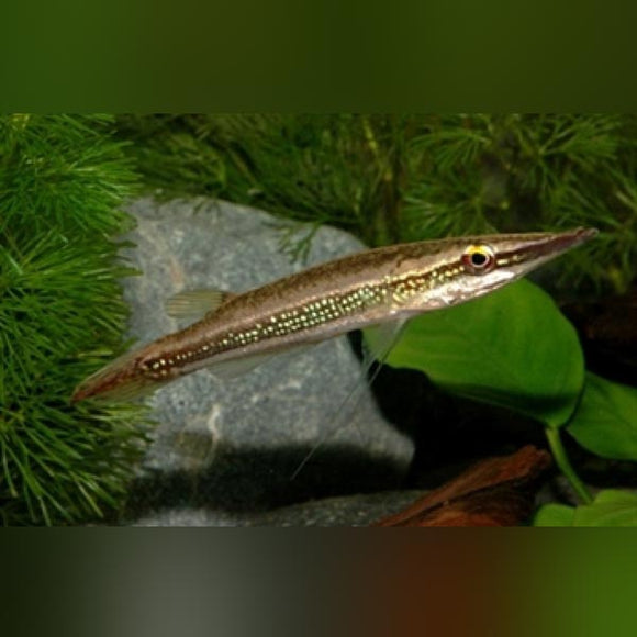 Pike Green Crocodile