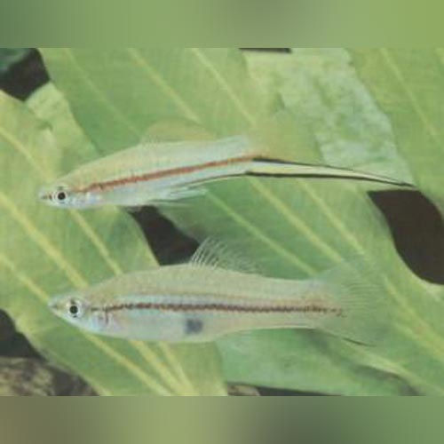 Swordtail Green