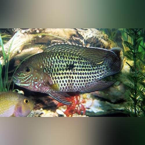Cichlid Green Terror
