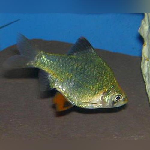 Barb Tiger Green