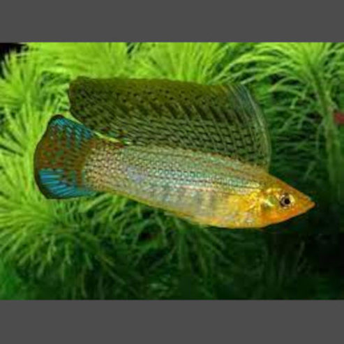 Green Sailfin Molly