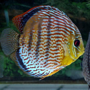 Discus: Green Tefe Wild