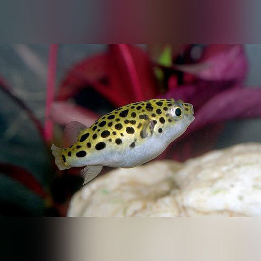Puffer Green Spotted