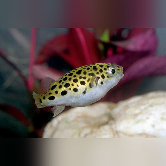 Puffer Green Spotted