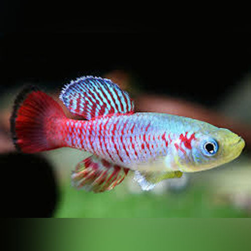 Killifish Guentheri - Pair