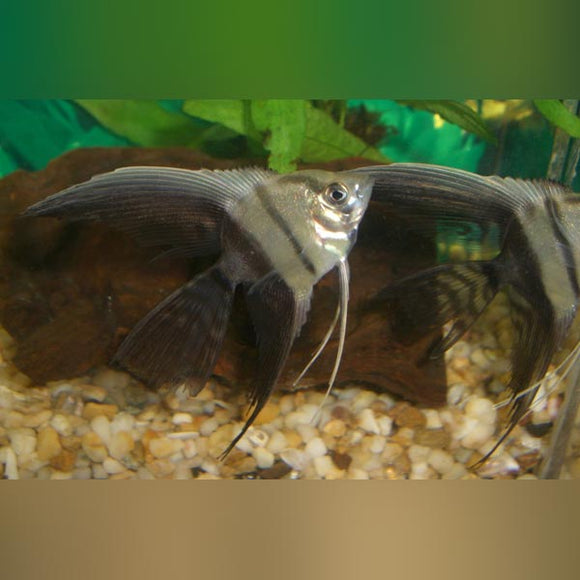 Angelfish Half Black Veil