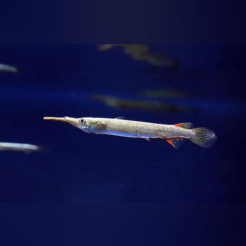 Halfbeak Platinum