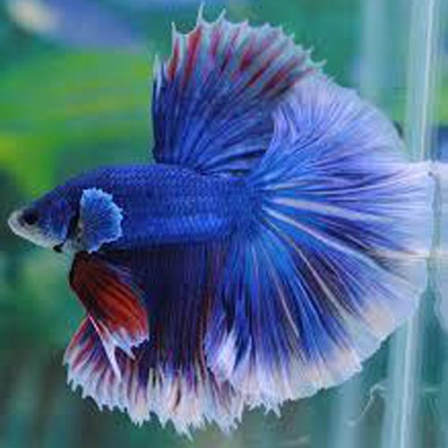 Betta Half Moon Butterfly Male
