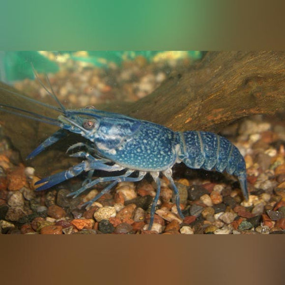 Lobster Cobalt Blue