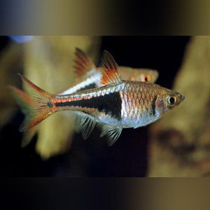 Rasbora Harlequin