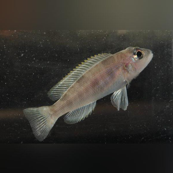 Cichlid Hecqui Shell Dweller