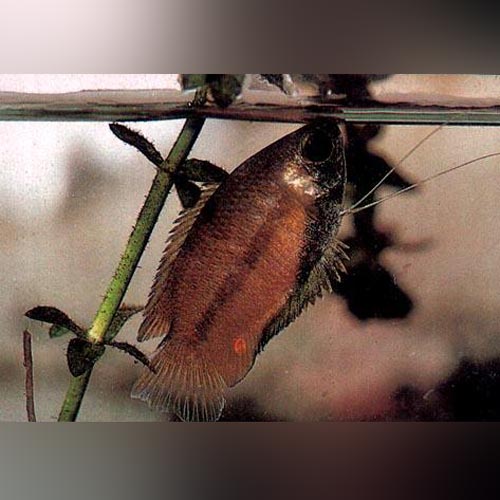 Gourami Dwarf Red Honey Sunset