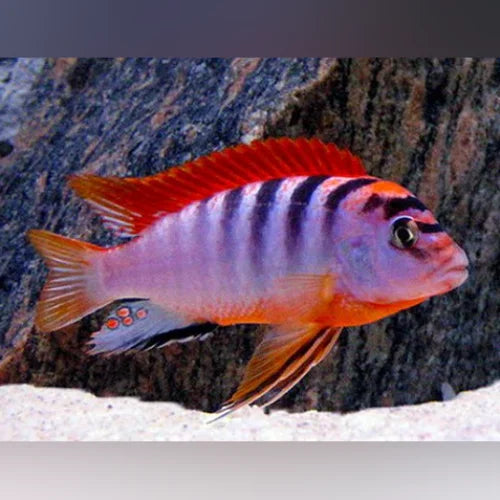 Red Top Hongi Cichlid