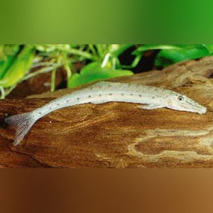 Loach Horseface