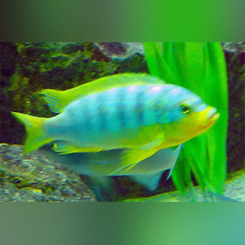 Cichlid Polar Blue Convict