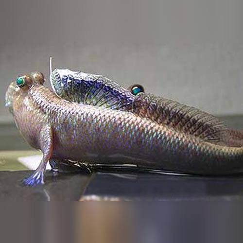 Mudskipper Indian