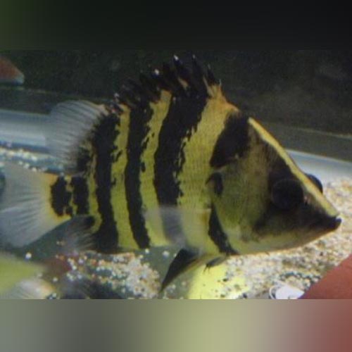 Datnoid Irian Jaya