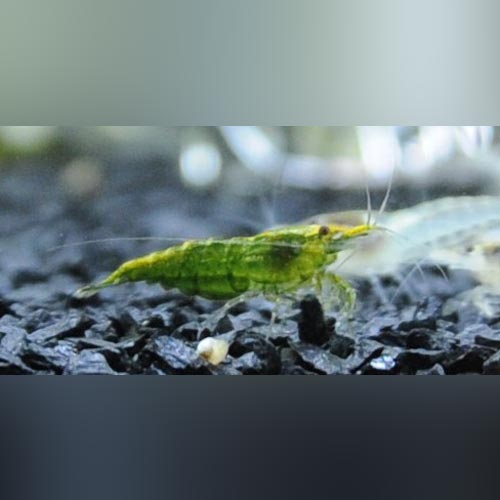 Shrimp Green Jade
